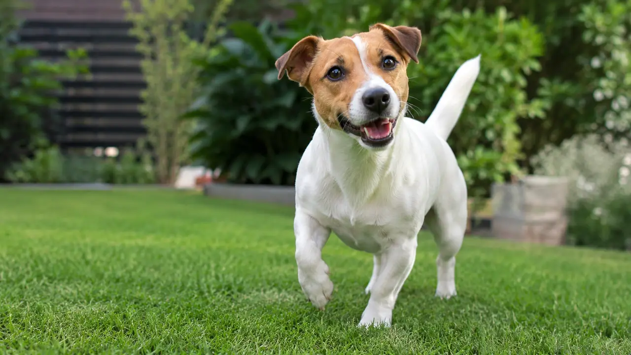Jack Russell Terrier: Energy, Training, Care & Family Life — practical dog care photo