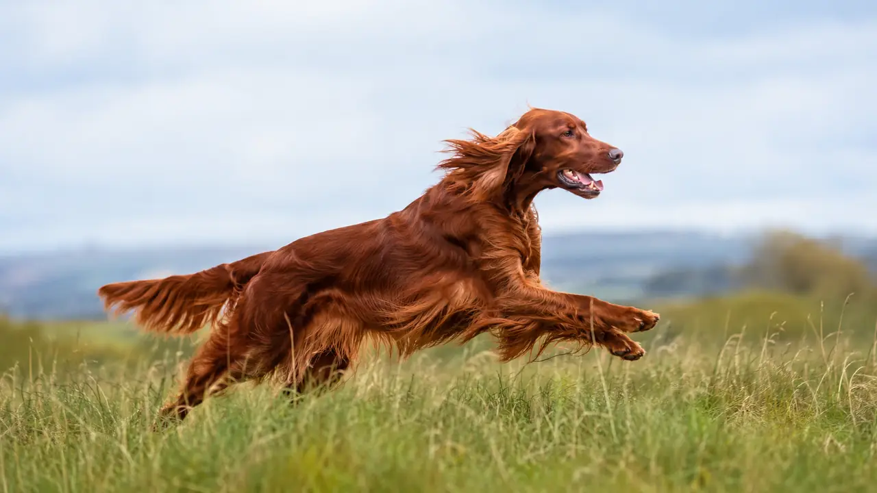 Irish Setter: Personality, Care, and Family Tips — practical dog care photo